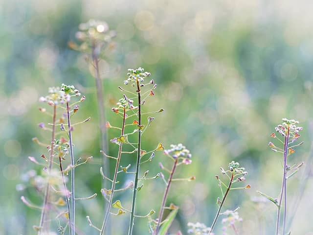 5 Ways To Keep Garden Weeds Under Control