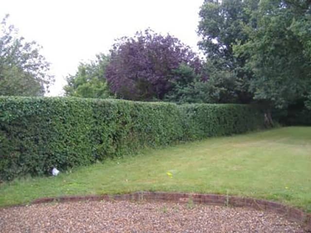 Hedges