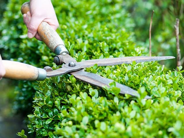 Hedge Trimming and Pruning